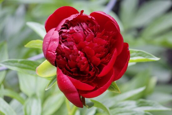 BIJŪNAS 'RED MAGIC'