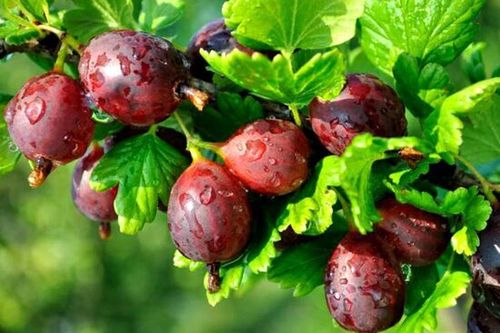 Bespyglis agrastas 'Rodnik'