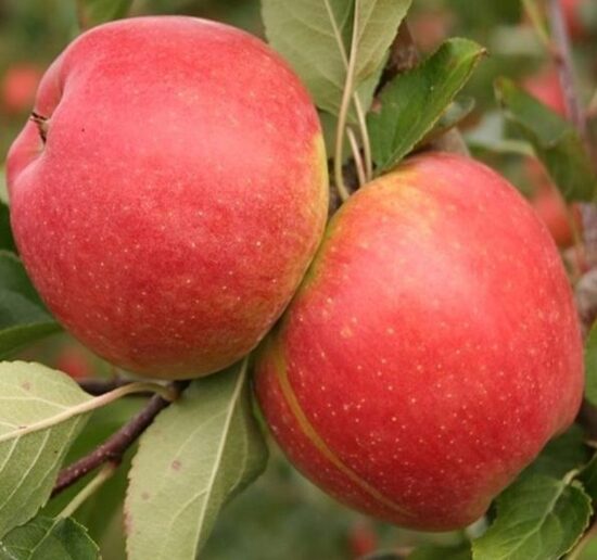 Žieminė obelis ''Šampion'' vazone