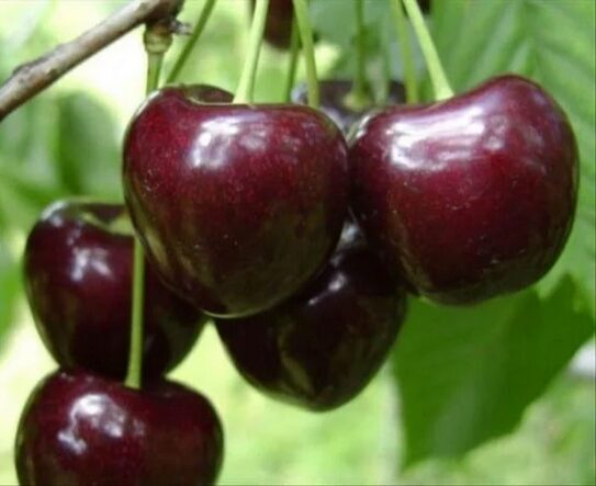 Koloninė trešnė 'SYLVIA' vazonė