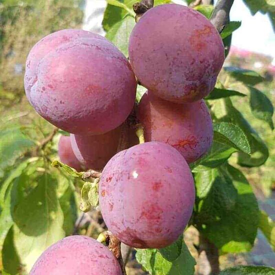 Slyva ''Jubileum'' savidulkė, vazone