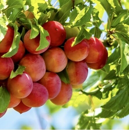 Slyva ''Persikinė'' vazone, dalinai savidulkė