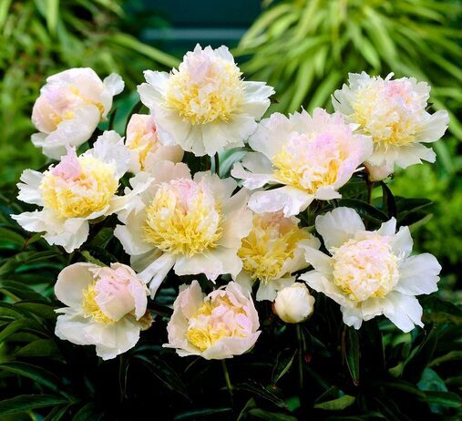 BIJŪNAS 'TOP BRASS' C3