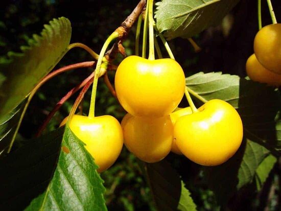 Trešnė ‘Paula’ vazone