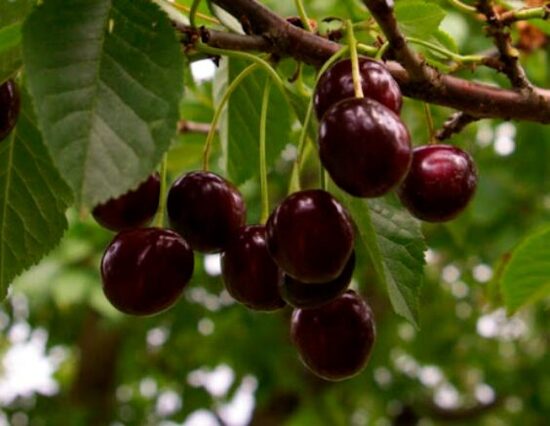 Vyšnia ''Turgenevka'' savidulkė, vazone