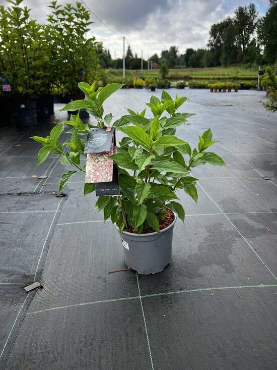HORTENZIJA LIVING CANDY LOVE C3