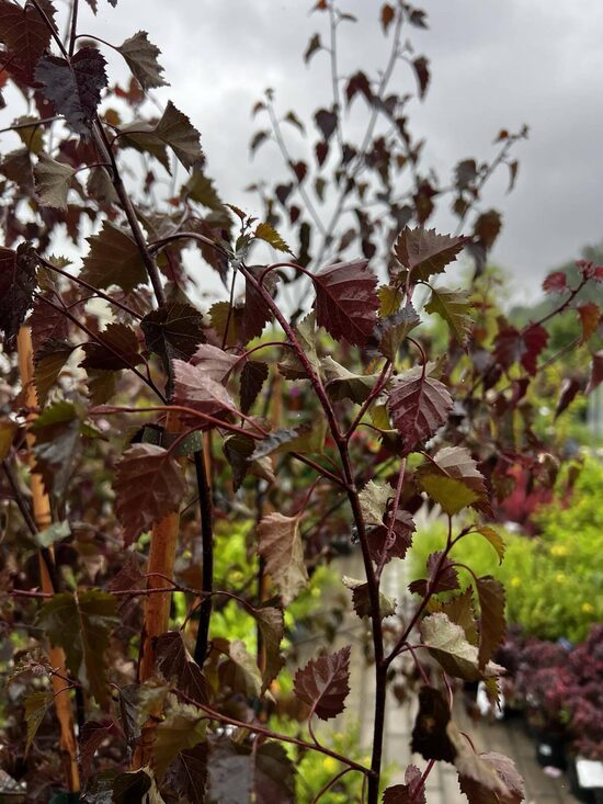 Beržas ‘Crimson Frost'120-140 CM