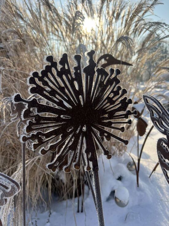 🧄 Dekoratyvinis česnakas