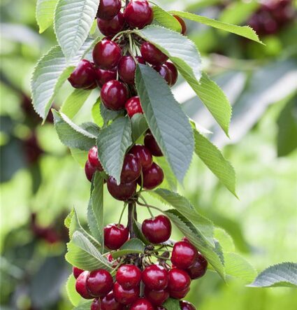 Koloninė trešnė ‘Viktorija’ savidulkė, vazone