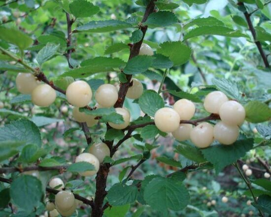 Pūkuota vyšnia ''White ninja'' vazone