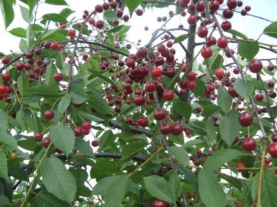 Vyšnia ''Žagarvyšnė'' savidulkė, vazone