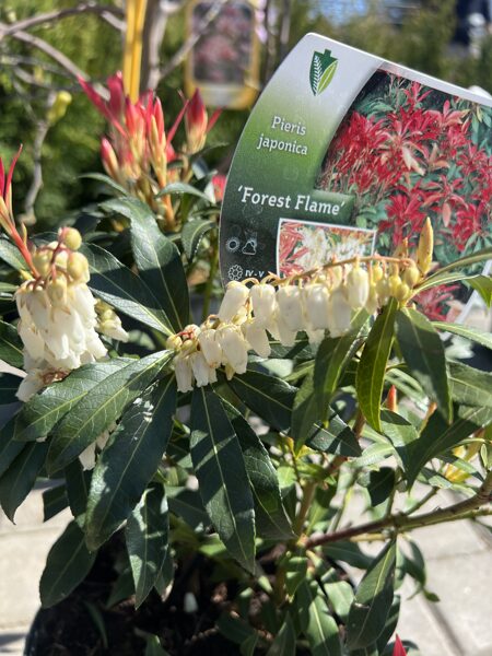 Bareinutis japoninis ‘Forest Flame’