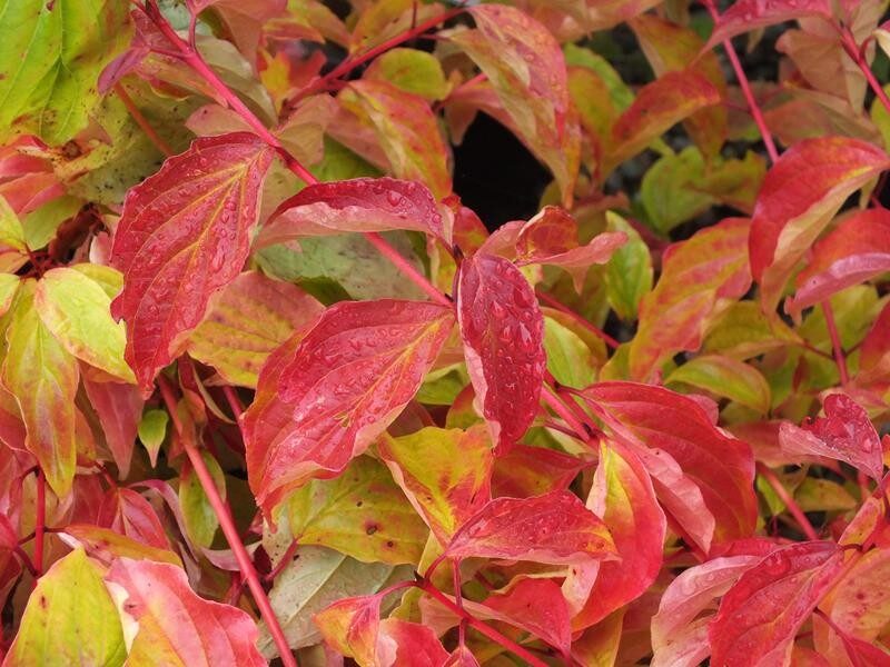 SEDULA RAUDONOJI 'ANNY'S WINTER ORANGE'