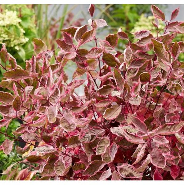 SEDULA BALTOJI MIRACLE 'VERPAALEN2' PBR C3