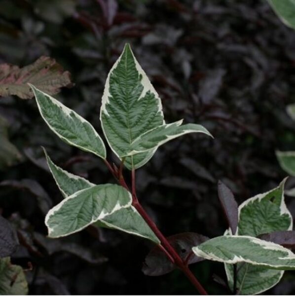 SEDULA BALTOJI 'SIBIRICA VARIEGATA' C5