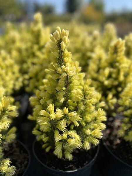 Eglė baltoji (Picea glauca) ‘Maigold’