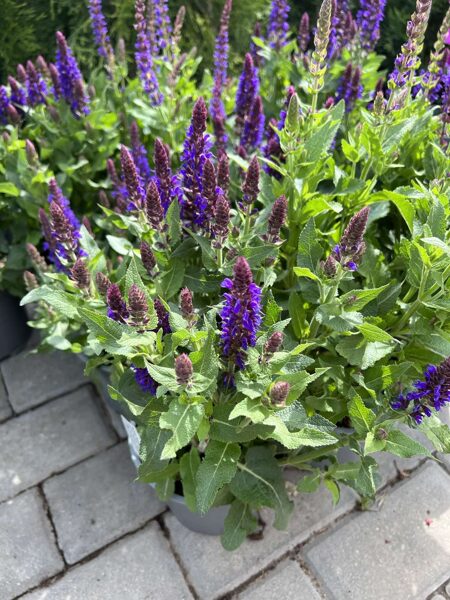 Šalavijas gojinis 'SENSATION® Medium Violet (Salvia nemorosa)