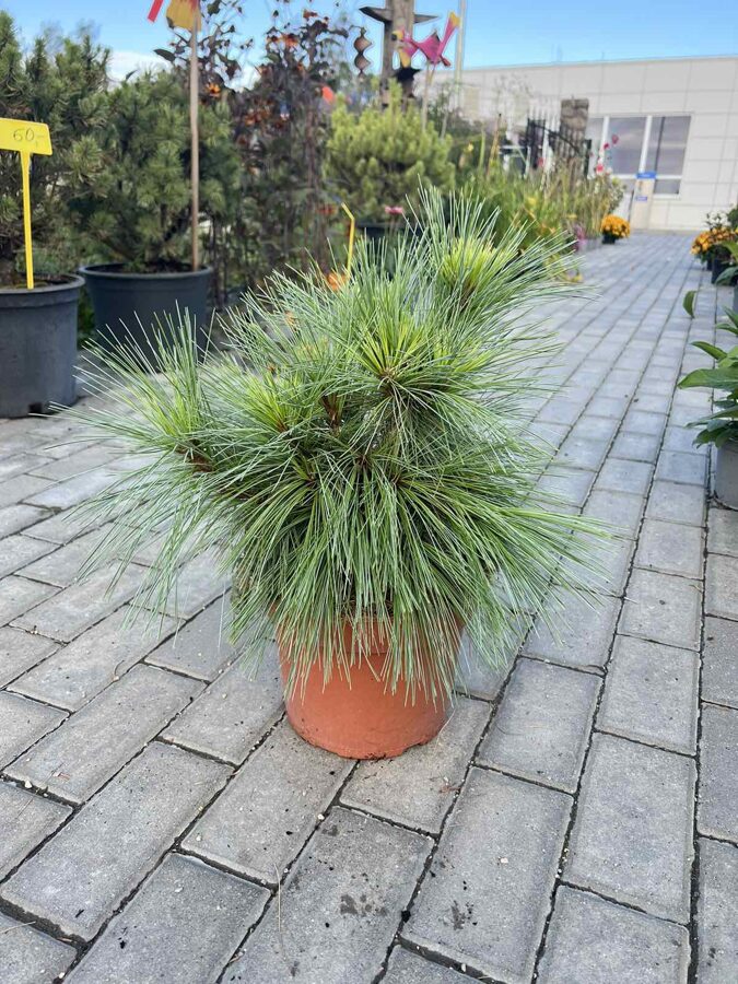 Pušis šverino 'Wiethorst' Pinus x schwerinii